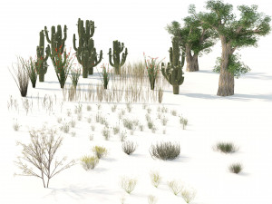 Desert Vegetation 3D Model