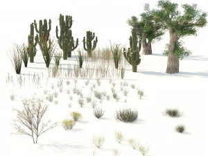 Desert Vegetation 3D Model