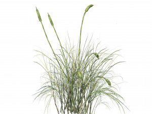 Desert Vegetation 3D Model