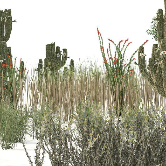 Desert Vegetation 3D Model .c4d .max .obj .3ds .fbx .stl .blend 