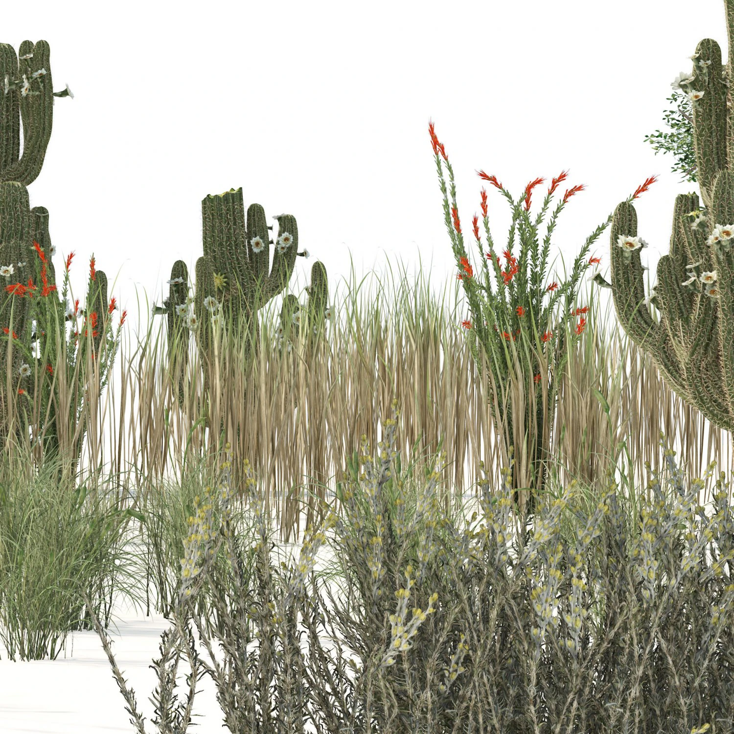 Desert Vegetation 3D Model .c4d .max .obj .3ds .fbx .stl .blend 
