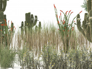 Desert Vegetation 3D Модель