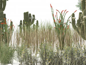 砂漠の植物 3Dモデル