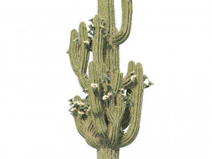 Desert Vegetation 3D Model