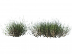 Desert Vegetation 3D Model