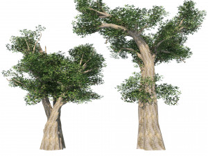 Desert Vegetation 3D Model