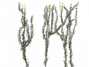 Desert Vegetation 3D Model