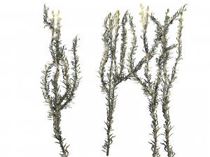 Desert Vegetation 3D Model