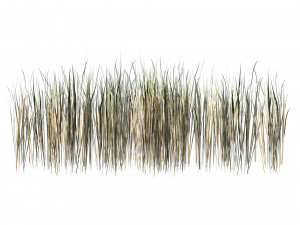 Desert Vegetation 3D Model