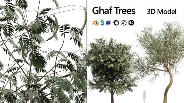 Ghaf trees of Emirates Model 3D .c4d .max .obj .3ds .fbx .stl .blend 