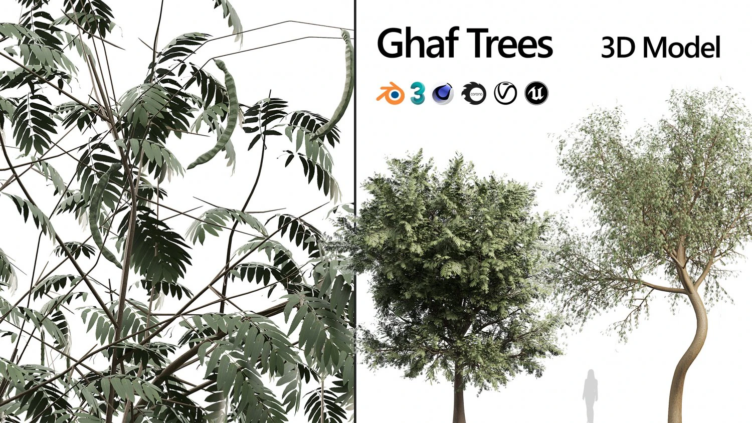 Ghaf trees of Emirates 3D Model .c4d .max .obj .3ds .fbx .stl .blend