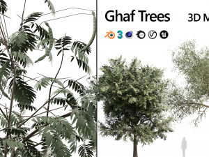 Ghaf trees of Emirates 3Dモデル