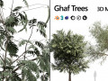 Ghaf trees of Emirates 3D Model
