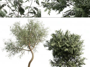 Ghaf trees of Emirates 3D Model
