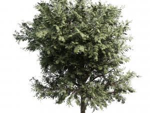 Ghaf trees of Emirates Model 3D