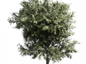 Ghaf trees of Emirates 3D Model