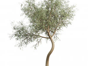 Ghaf trees of Emirates 3D Model