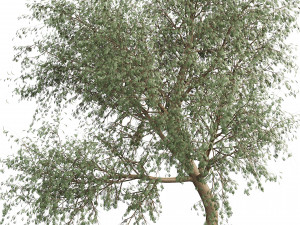 Ghaf trees of Emirates Model 3D