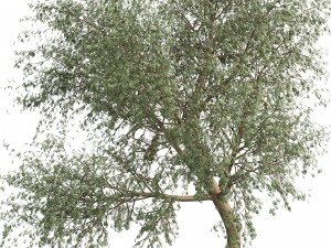 Ghaf trees of Emirates 3D Model