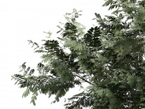 Ghaf trees of Emirates 3D Model