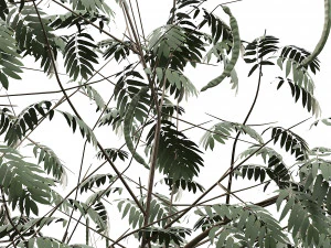 Ghaf trees of Emirates 3D Model