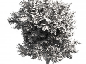 Ghaf trees of Emirates Model 3D