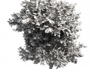 Ghaf trees of Emirates 3D Model