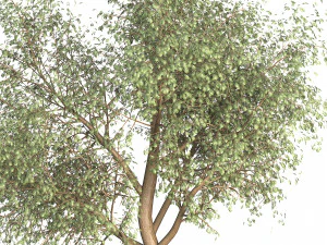 Ghaf trees of Emirates 3D Model