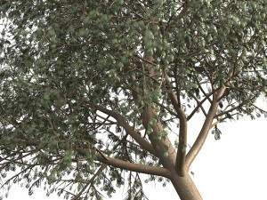 Ghaf trees of Emirates 3D Model