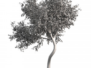 Ghaf trees of Emirates Model 3D