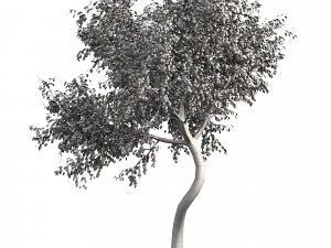 Ghaf trees of Emirates 3D Model