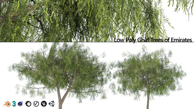 Low poly desert Ghaf trees of Emirates 3D Model .c4d .max .obj .3ds .fbx .stl .blend 
