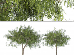 Low poly desert Ghaf trees of Emirates 3D Model