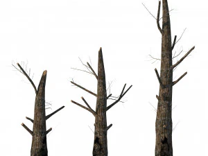 Fire-killed trees 3D Model