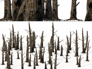 Fire-killed trees 3D Model