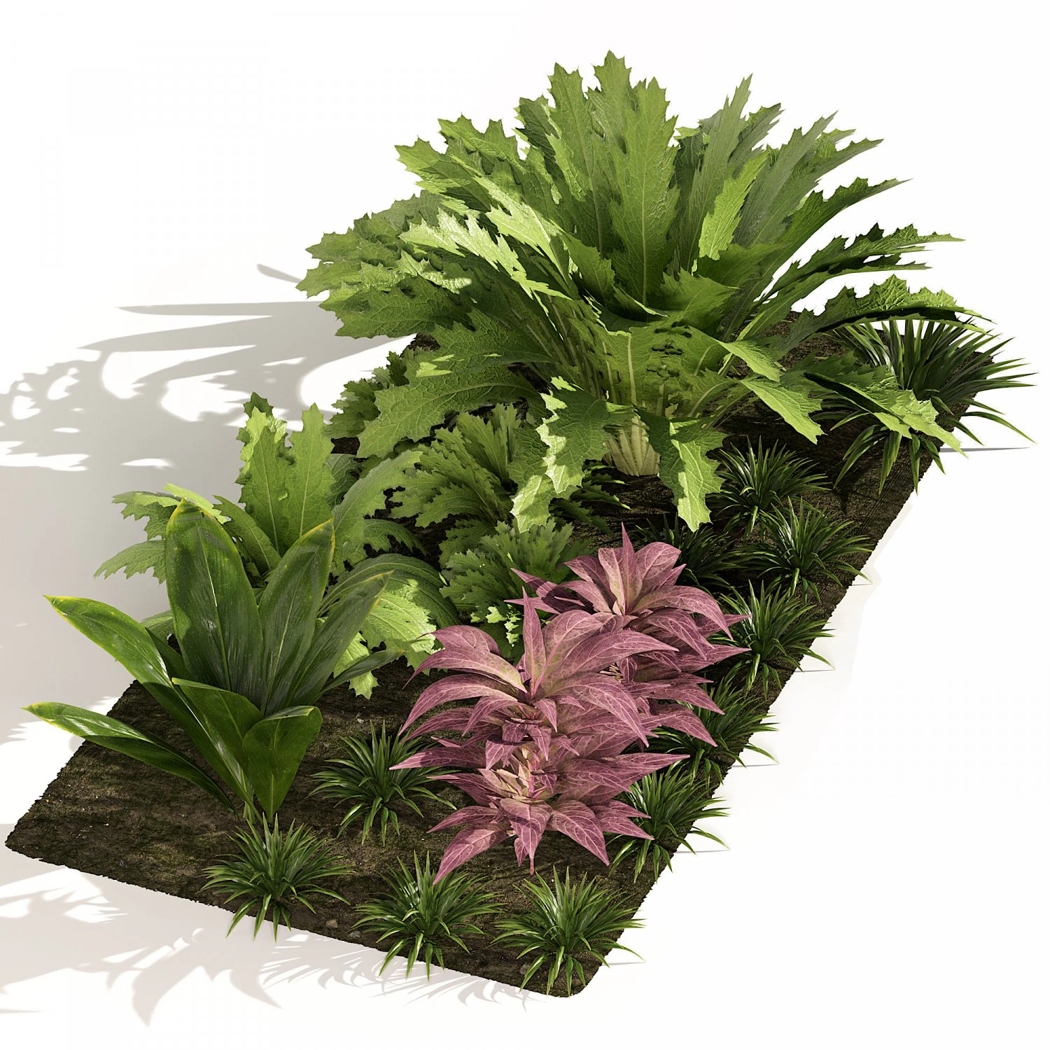 Vivid Tropical Plants 3D Model .c4d .max .obj .3ds .fbx .stl .blend