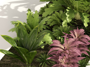 Vivid Tropical Plants Model 3D