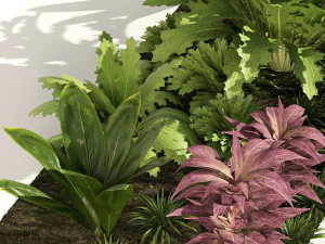 Vivid Tropical Plants 3D Model