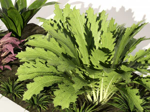 Vivid Tropical Plants 3D Model