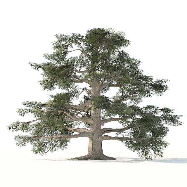 Fall and green broadleaves beech trees 3Dモデル .c4d .max .obj .3ds .fbx .stl .blend 
