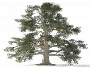 Fall and green broadleaves beech trees 3D Model