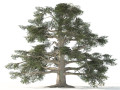Fall and green broadleaves beech trees Modello 3D