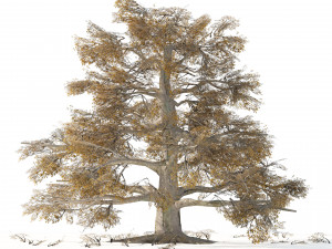 Fall and green broadleaves beech trees 3Dモデル