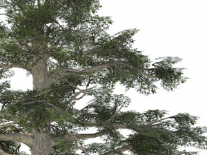 Fall and green broadleaves beech trees 3Dモデル