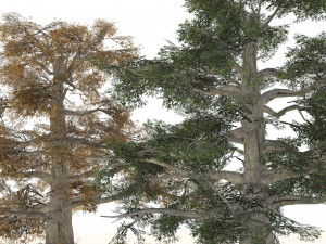 Fall and green broadleaves beech trees 3Dモデル