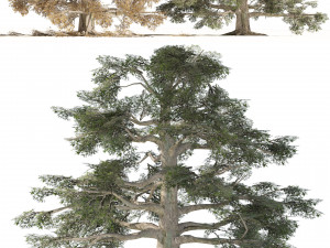 Fall and green broadleaves beech trees 3Dモデル