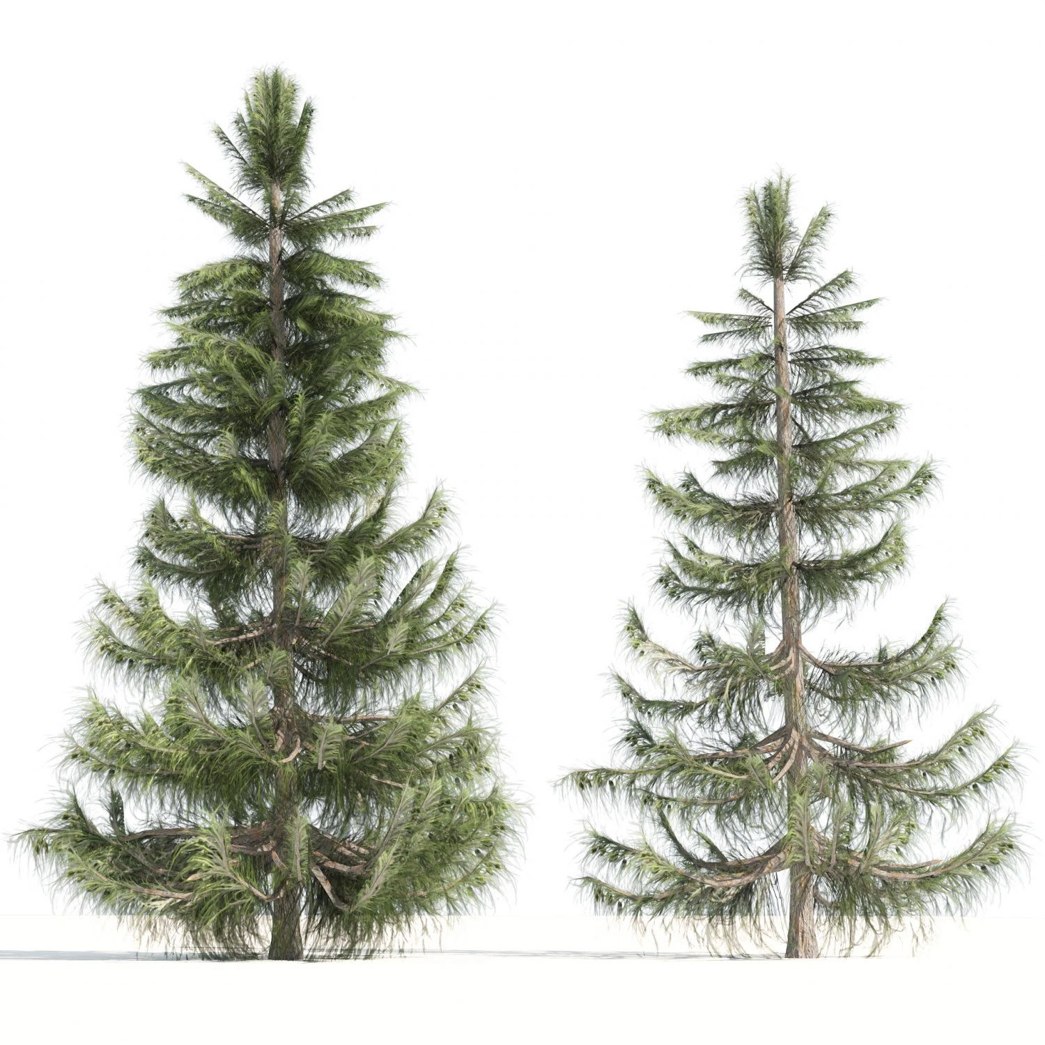 Nootka false cypress 3D Model .c4d .max .obj .3ds .fbx .stl .blend