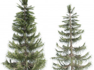 Nootka false cypress 3D मॉडल