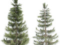 Nootka false cypress Modello 3D