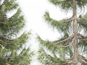Nootka false cypress 3D Model